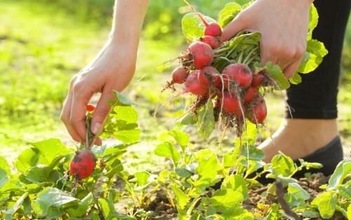 kakih oshibok nuzhno izbegat pri vyraschivanie redisa foto redis na gryadke urozhay redisa