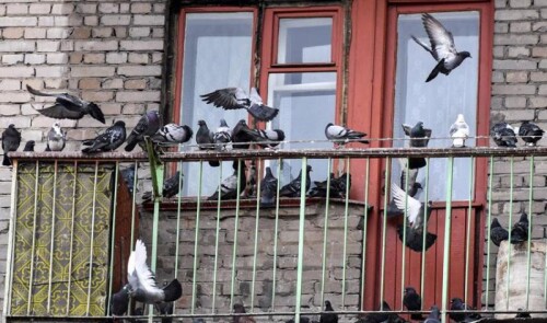 kak otvadit golubey ot okon i balkona sposoby i vazhnye sovety foto mnogo golubey na balkone