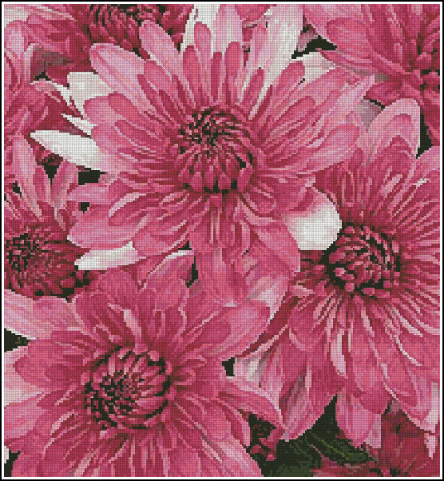Artecy-CS-Pink-Chrysanthemums.jpg