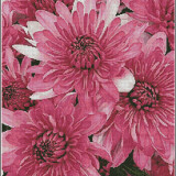 Artecy-CS-Pink-Chrysanthemums