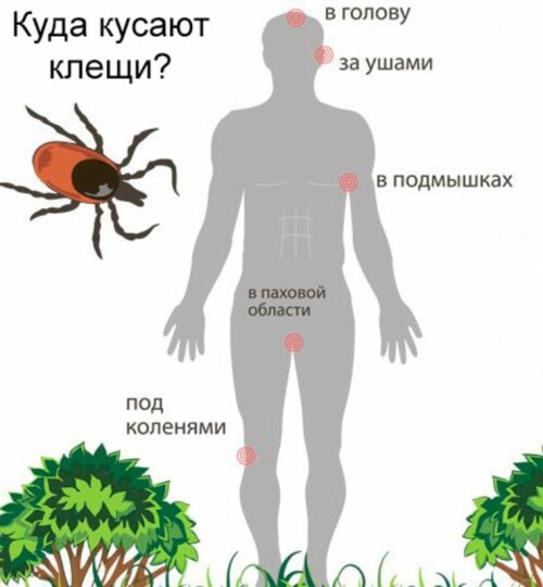 kakie opasnye bolezni mozhno poluchit ot ukusov klescha v kakie mesta kusayut kleschi shema