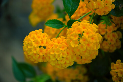 1650634159 34 vsegda pomnim com p lantana foto tsveteniya 36