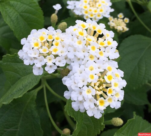 1650634223 8 vsegda pomnim com p lantana foto tsveteniya 9