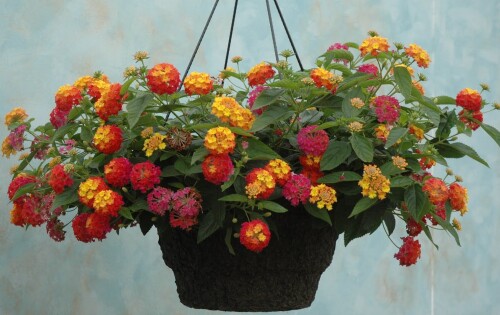 1650634241 41 vsegda pomnim com p lantana foto tsveteniya 43