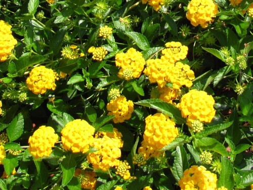 1650634249 64 vsegda pomnim com p lantana foto tsveteniya 68