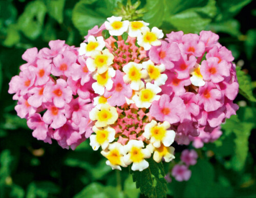 LANTANA2