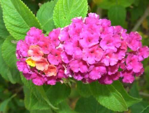 Lantana camara flower