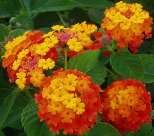 West Indian Lantana2