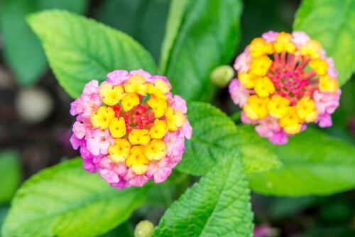 add a florida touch with lantana plants 2132142 09 4f2db3c748524e529206991d7b3452ab