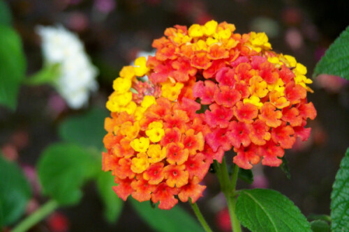 lantana shipovataya