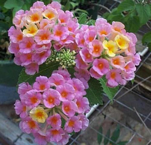 lantana5