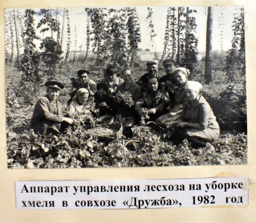 1982G.-MARIINSKO-POSADSKII-LESKOZ.-APPARAT-UPRAVLENIY-LESKOZA-NA-UBORKE-KMELY-V-SOVKOZE-DRUZBA.jpg