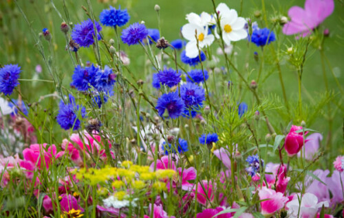 wild flowers in meadow