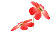 oie_transparent-4.png