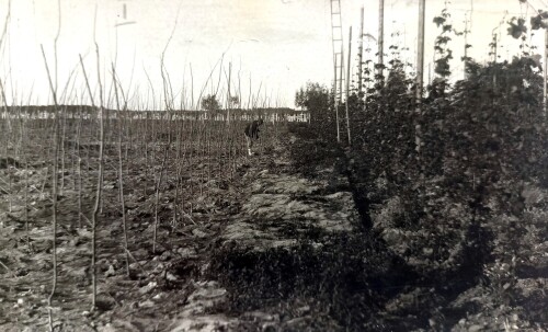 1927г. село Тогаево. крестьянский хмельник. Мариинско Посадский район