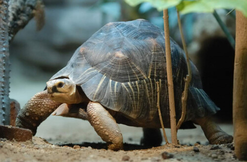 madagaskarskie cherepahi krasivye i ochen redkie zhivotnye animal reader. ru 006