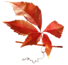 oie_hQXLhD5dS956.png