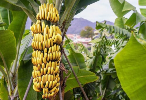 zametki o bananah interesnye i zanimatelnye fakty o populyarnom frukte banan foto banany na dereve