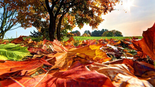 tree seen from ground leaves 1200x675