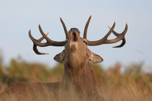 LONDON, ENGLAND - SEPTEMBER 26: A Red Deer stag roars in Bushy Park on September 26, 2023 in London,