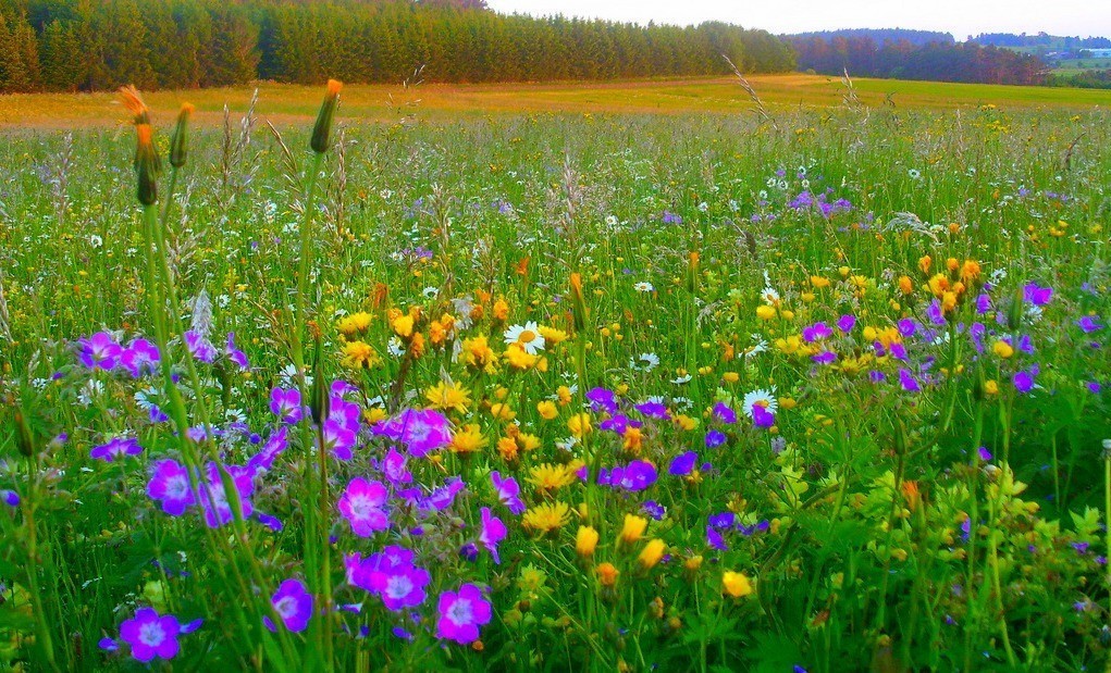 Луг. Луг цветов. Поле полевых цветов. Трава Поляна.