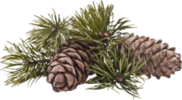 oie_26114736r6641L9J-1.png