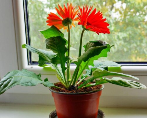 aptechnye preparaty kotorye lechat komnatnye tsvety foto tsvetok gerbera petushok