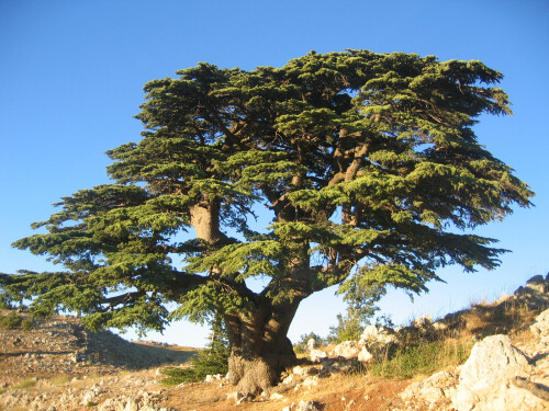 Cèdre du Liban Barouk 2005[1]