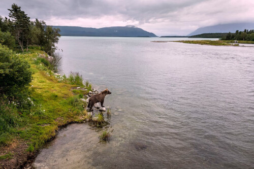 BROOKS FALLS,  ALASKA - AUGUST 12: A brown bear scans for sockeye salmon on August 12, 2023 near Bro