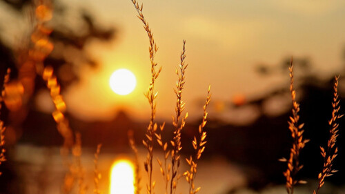 Macro plants sunset light blur background 1600x900