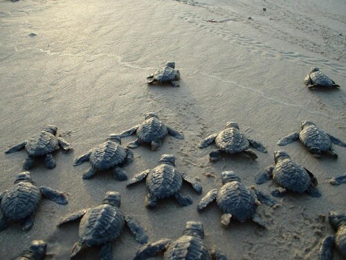 1237436086 sea turtles 16