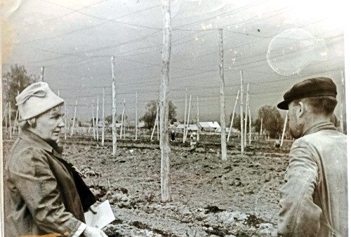 1965г. На плантации хмеля в колхозе имени А.Г.Николаева. Мариинско Посадский район