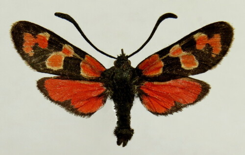 Zygaena sp.