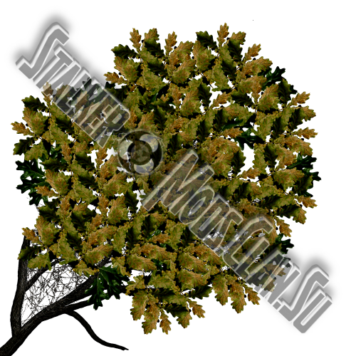 trees_dub-2.png