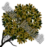 trees_dub-2.th.png