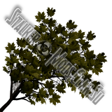 trees_vetkabig.th.png