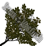 trees_vetkagreen1.th.png