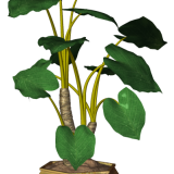 R11---Garden-PotPlant-2014---160.png