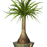 R11---Garden-PotPlant-2014---162.png