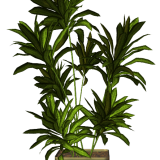 R11---Garden-PotPlant-2014---186.png