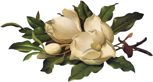 1Patries_BL109-giantmagnolia-blue-velvet-lisascan-29-1-11.png