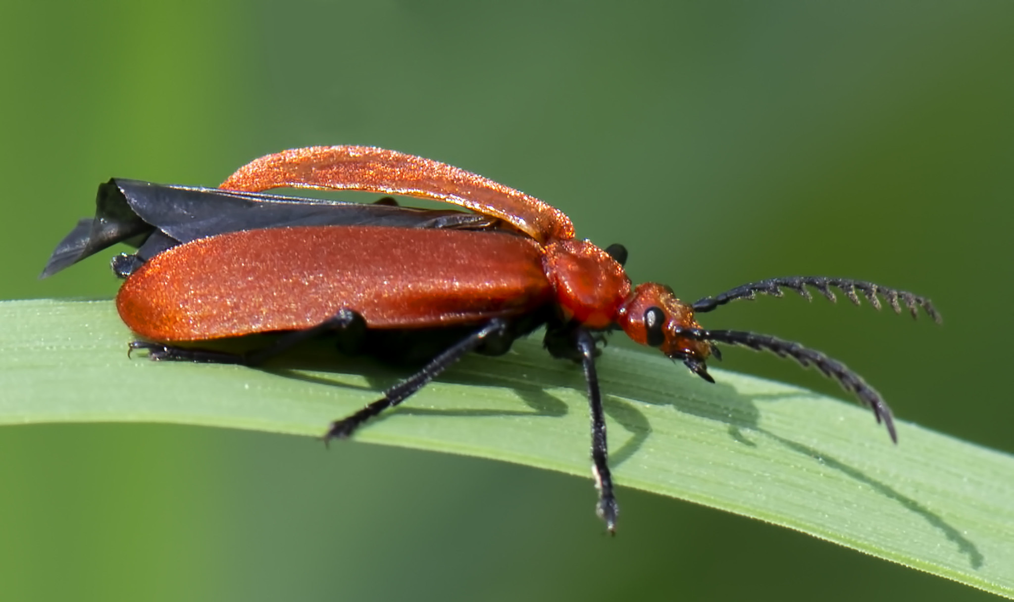 Leptiri i ostali insekti - Page 48 52286033750_4175aa18f1_k