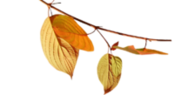 oie_transparent-4.png