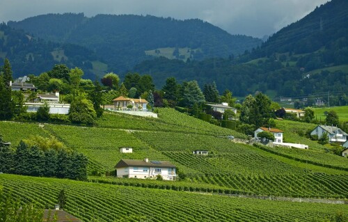 switzerland-vineyards-fields-landscape-mountains-shveitsarii.jpg