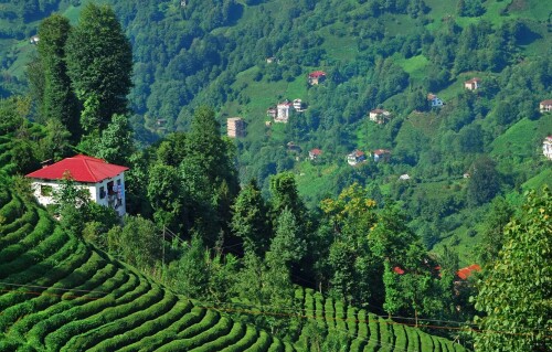 turkey-rize-mountains-nature-trees-turtsiia-rize-gory-prirod.jpg