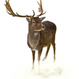 cerf-neige_2.png