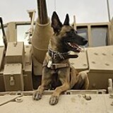 U.S._Air_Force_military_working_dog_Jackson_sits_on_a_U.S._Army_M2A3_Bradley_Fighting_Vehicle_before_heading_out_on_a_mission_in_Kahn_Bani_Sahd_Iraq_Feb._13_2007.th.jpg