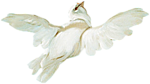 AN-1.png