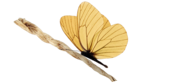 oie_transparent-7.png