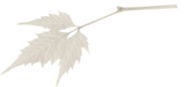 oie_transparent-10.png